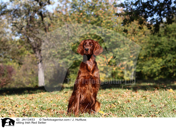 sitzender Irish Red Setter / sitting Irish Red Setter / JH-13453