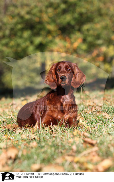 liegender Irish Red Setter / lying Irish Red Setter / JH-13460