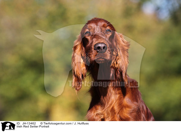 Irish Red Setter Portrait / Irish Red Setter Portrait / JH-13462