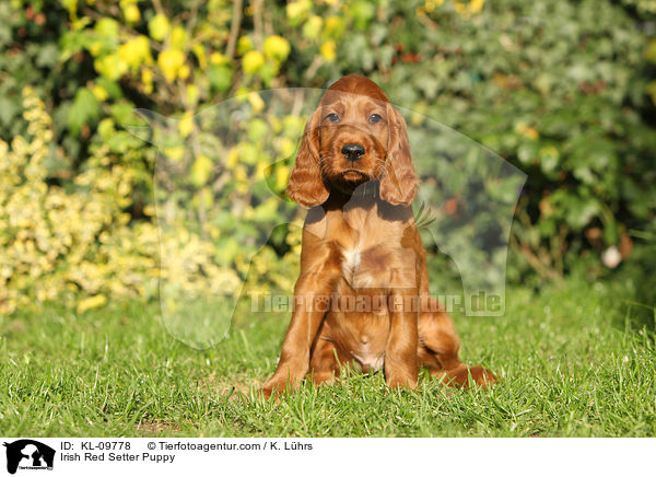 Irish Red Setter Welpe / Irish Red Setter Puppy / KL-09778