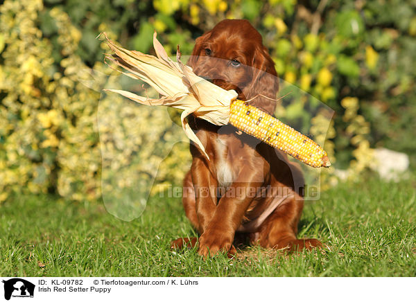 Irish Red Setter Welpe / Irish Red Setter Puppy / KL-09782