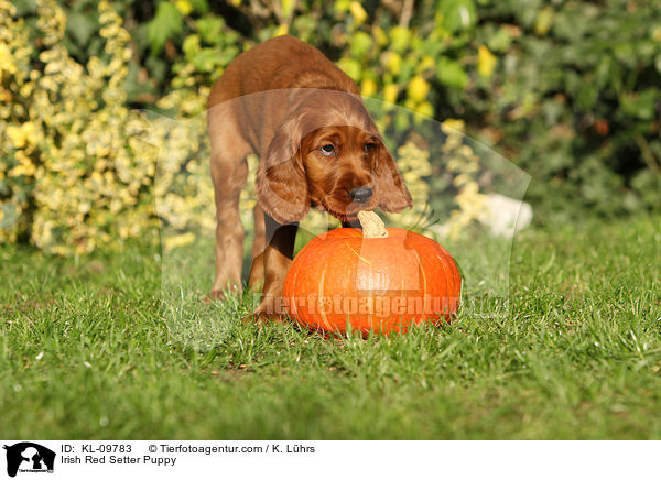 Irish Red Setter Welpe / Irish Red Setter Puppy / KL-09783