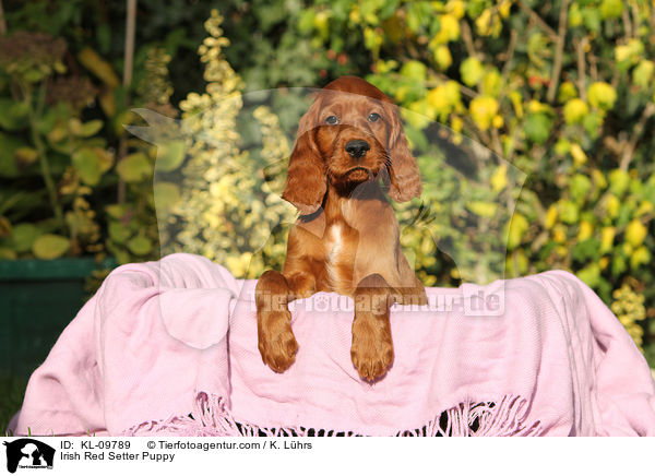 Irish Red Setter Welpe / Irish Red Setter Puppy / KL-09789