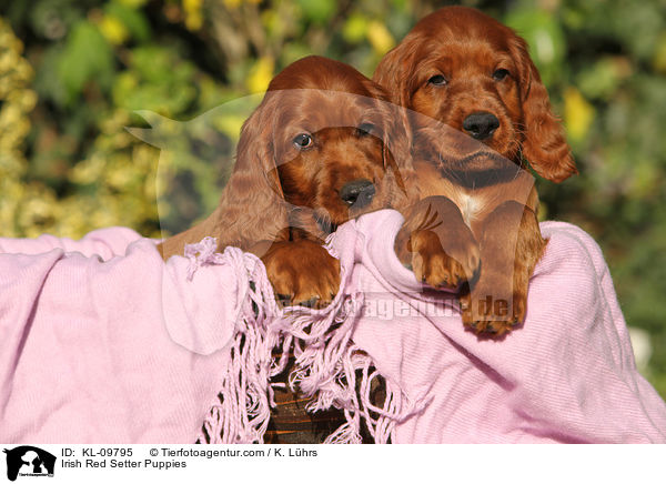 Irish Red Setter Welpen / Irish Red Setter Puppies / KL-09795