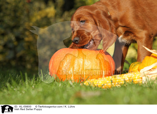 Irish Red Setter Welpe / Irish Red Setter Puppy / KL-09800