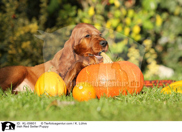 Irish Red Setter Welpe / Irish Red Setter Puppy / KL-09801