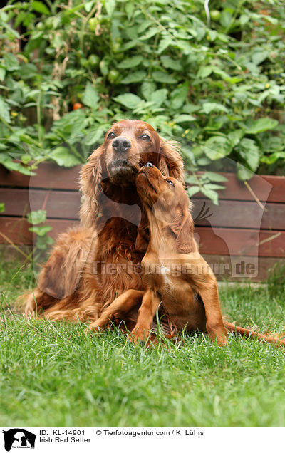 Irish Red Setter / Irish Red Setter / KL-14901