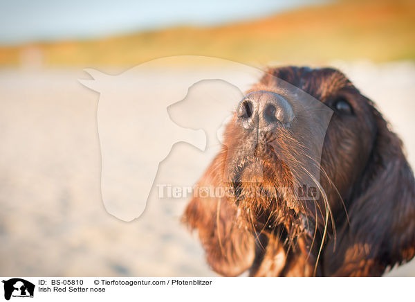 Irish Red Setter Nase / Irish Red Setter nose / BS-05810