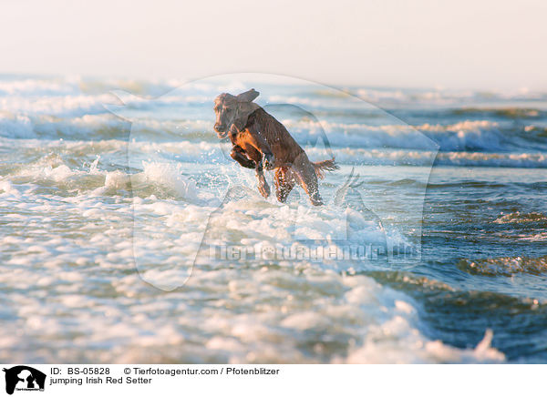 springender Irish Red Setter / jumping Irish Red Setter / BS-05828