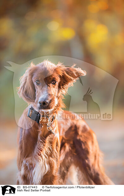 Irish Red Setter Portrait / Irish Red Setter Portrait / BS-07443