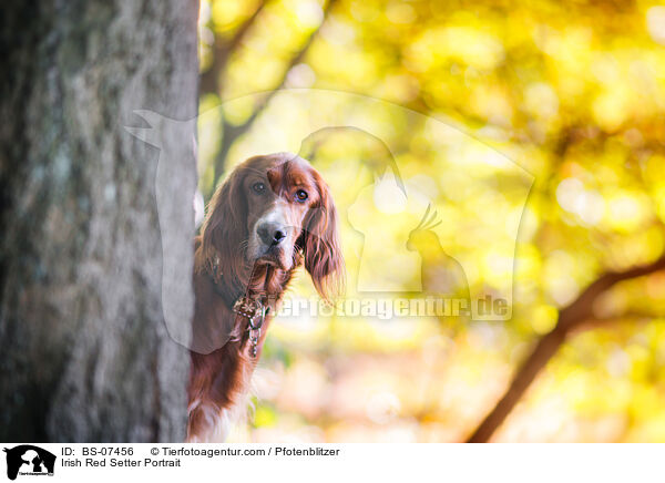 Irish Red Setter Portrait / Irish Red Setter Portrait / BS-07456