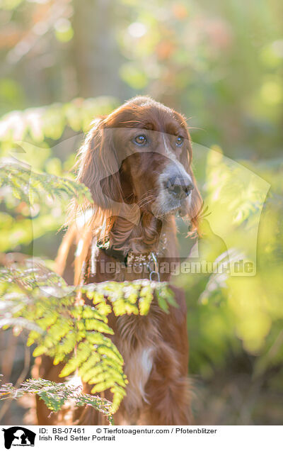 Irish Red Setter Portrait / Irish Red Setter Portrait / BS-07461