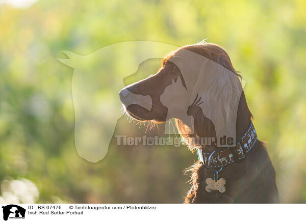 Irish Red Setter Portrait / Irish Red Setter Portrait / BS-07476
