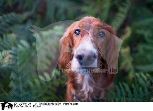 Irish Red Setter Portrait / Irish Red Setter Portrait / BS-07480