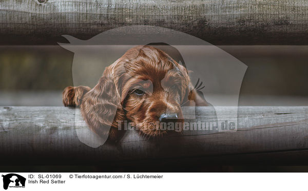 Irish Red Setter Welpe / Irish Red Setter / SL-01069