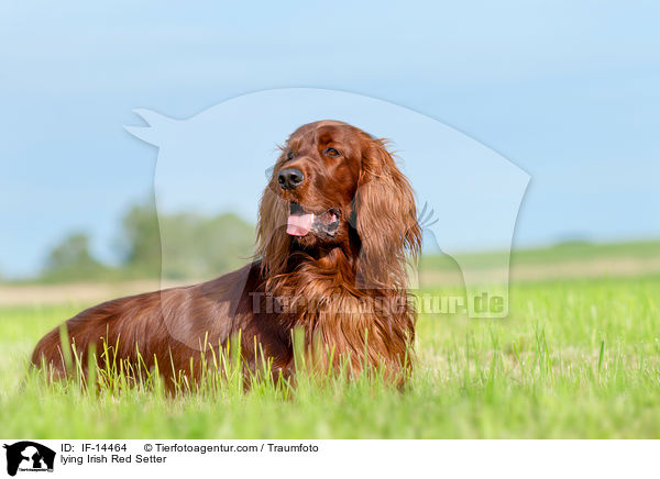 lying Irish Red Setter / IF-14464