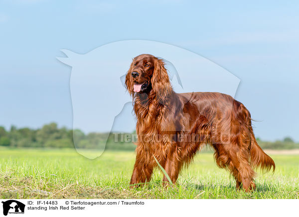 standing Irish Red Setter / IF-14483