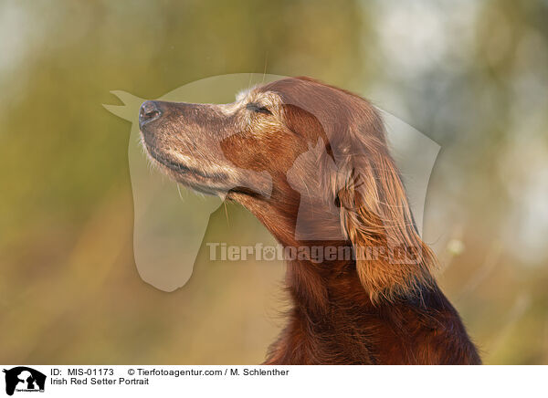 Irish Red Setter Portrait / Irish Red Setter Portrait / MIS-01173