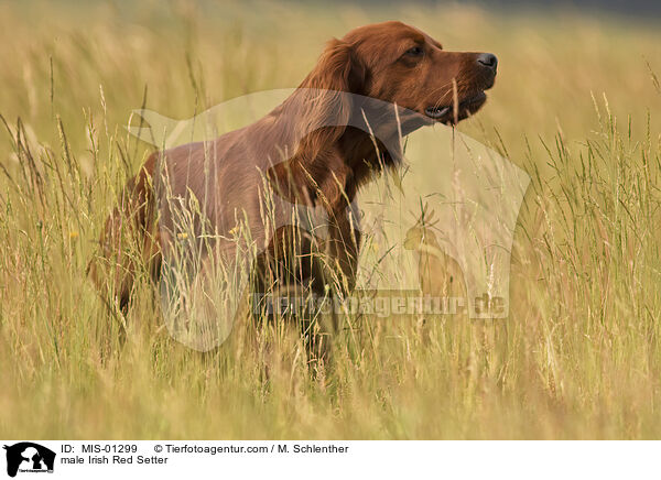 Irish Red Setter Rde / male Irish Red Setter / MIS-01299