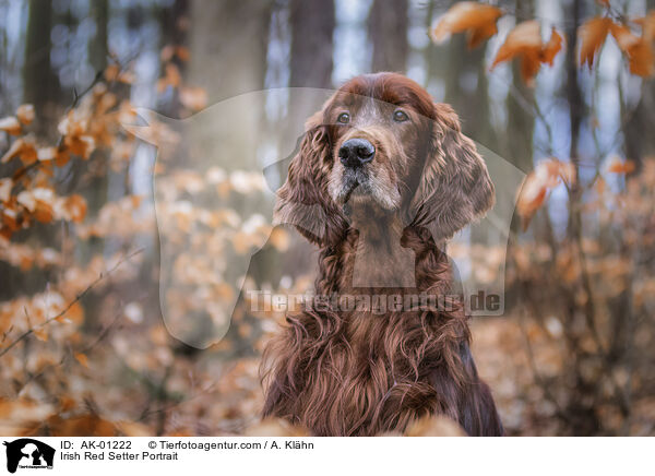 Irish Red Setter Portrait / Irish Red Setter Portrait / AK-01222