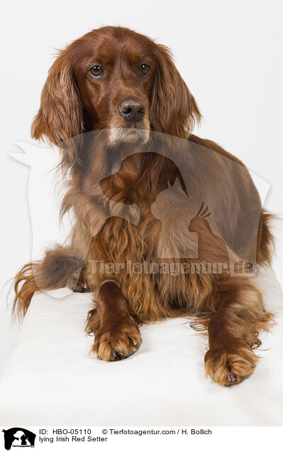 liegender Irish Red Setter / lying Irish Red Setter / HBO-05110