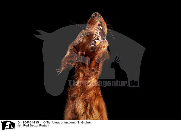 Irish Red Setter Portrait / Irish Red Setter Portrait / SGR-01435