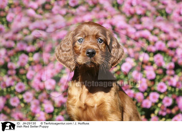 Irish Red Setter Welpe / Irish Red Setter Puppy / JH-29130