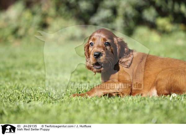 Irish Red Setter Welpe / Irish Red Setter Puppy / JH-29135