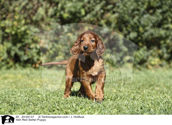 Irish Red Setter Welpe / Irish Red Setter Puppy / JH-29137