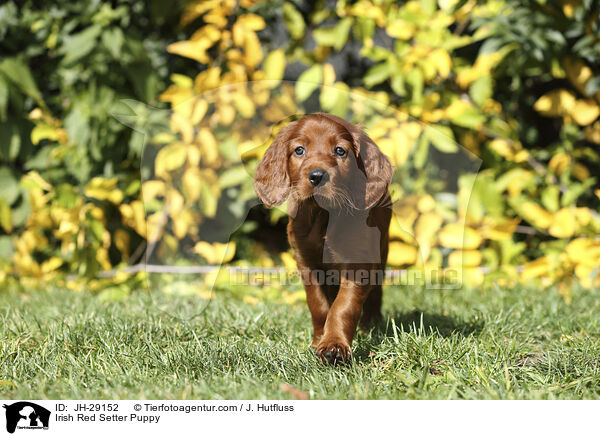 Irish Red Setter Welpe / Irish Red Setter Puppy / JH-29152