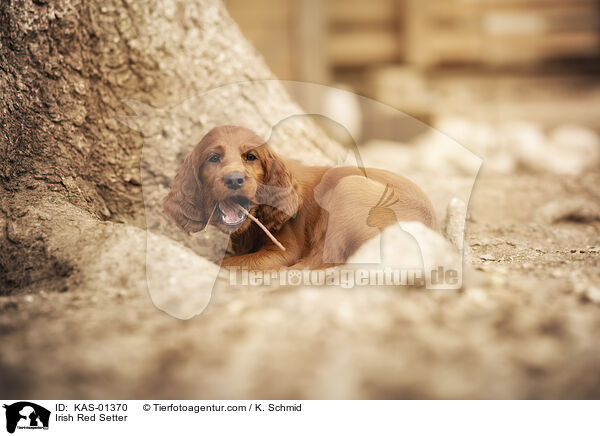 Irish Red Setter / Irish Red Setter / KAS-01370