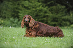 Irish Red Setter