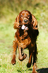 running Irish Red Setter