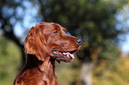 Irish Red Setter Portrait