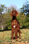 Irish Red Setter