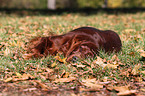 lying Irish Red Setter