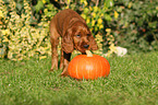 Irish Red Setter Puppy