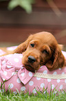 Irish Red Setter Puppy