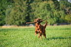 playing Irish Red Setter