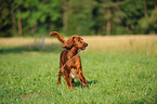 Irish Red Setter