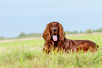 lying Irish Red Setter