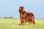 standing Irish Red Setter