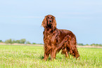 standing Irish Red Setter