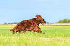 running Irish Red Setter