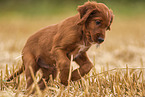 Irish Red Setter Puppy