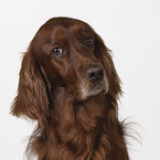 Irish Red Setter Portrait