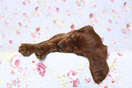 Irish Red Setter Puppy