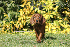 Irish Red Setter Puppy