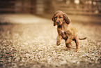 Irish Red Setter