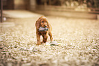 Irish Red Setter